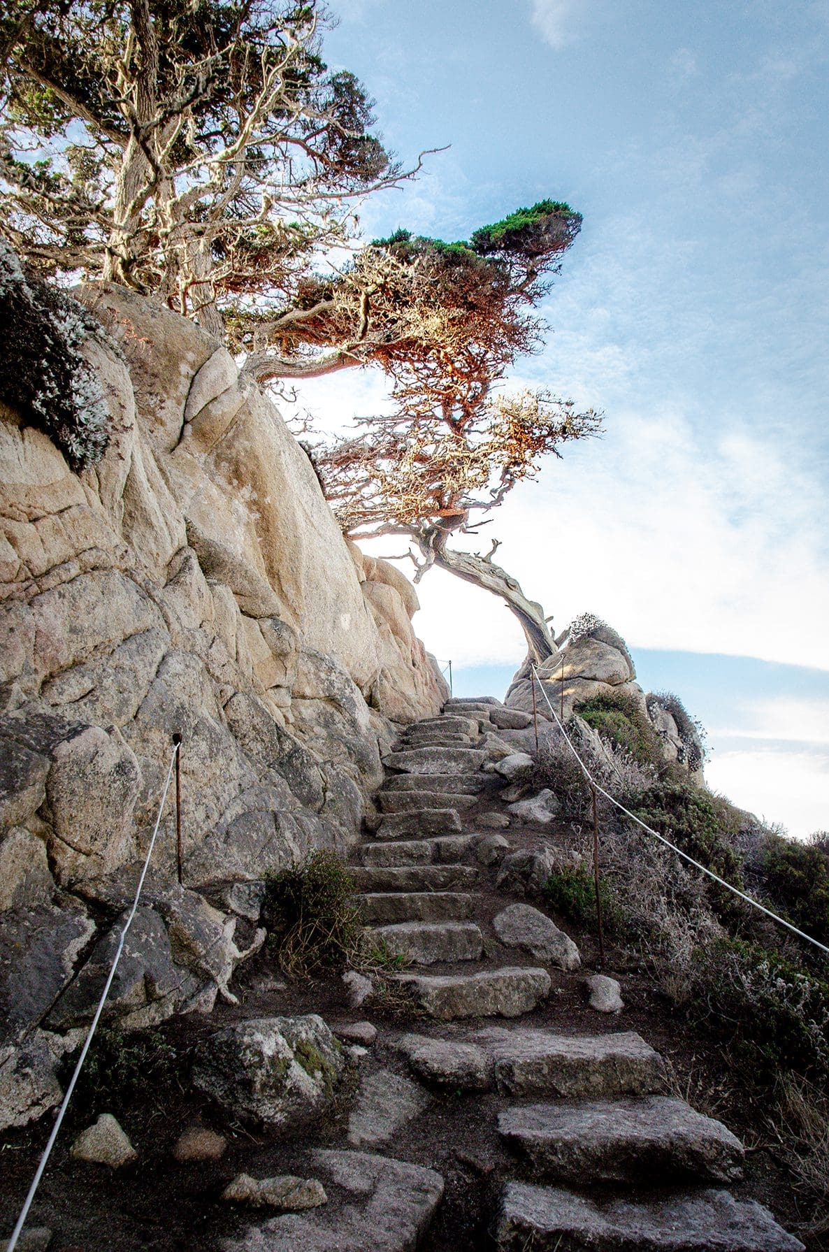 Point Lobos State Park Cypress Grove Trail by Corinna Horn